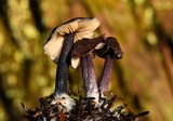 Leptonia pigmentosipes image