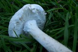 Amanita magniradix image