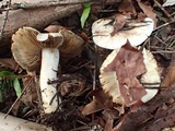 Inocybe insinuata image