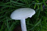 Amanita magniradix image