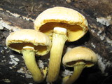 Gymnopilus luteus image