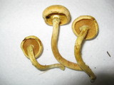 Gymnopilus luteus image