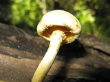 Gymnopilus luteus image