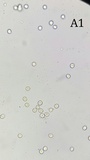 Amanita sect. Vaginatae image