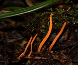 Clavulinopsis aurantiocinnabarina image