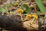 Pluteus chrysophlebius image