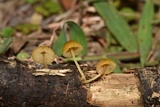 Pluteus chrysophlebius image