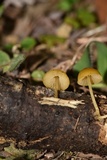 Pluteus chrysophlebius image