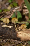 Pluteus chrysophlebius image