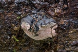 Pyrenopolyporus symphyon image