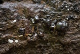Pyrenopolyporus symphyon image