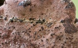 Pyrenopolyporus symphyon image