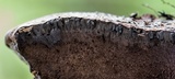 Pyrenopolyporus symphyon image