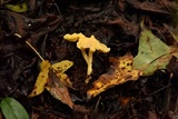 Inocephalus murrayi image