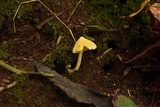 Inocephalus murrayi image