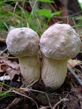 Retiboletus griseus image