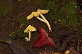 Inocephalus murrayi image