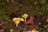 Inocephalus murrayi image