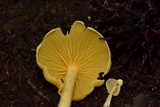 Inocephalus murrayi image
