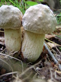 Retiboletus griseus image