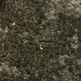 Catillaria nigroclavata image