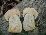 Retiboletus griseus image