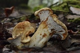 Hypomyces lateritius image