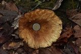 Hypomyces lateritius image