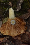 Hypomyces lateritius image