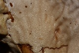 Hypomyces lateritius image