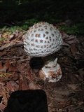 Amanita cokeri image