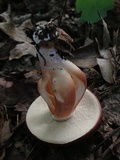 Xanthoconium purpureum image