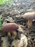 Xanthoconium purpureum image