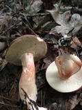 Xanthoconium purpureum image