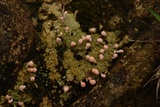 Dibaeis baeomyces image