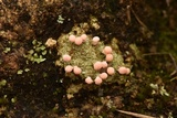 Dibaeis baeomyces image