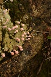 Dibaeis baeomyces image