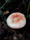 Russula cremoricolor image