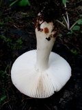 Russula cremoricolor image