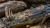 Xylaria telfairii image