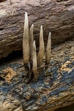 Xylaria telfairii image