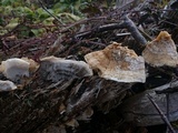 Bjerkandera adusta image
