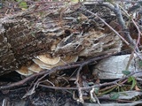 Bjerkandera adusta image