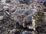Bjerkandera adusta image