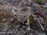 Bjerkandera adusta image