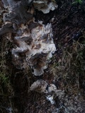 Bjerkandera adusta image