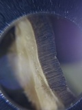 Bjerkandera adusta image