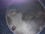 Bjerkandera adusta image