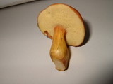 Boletus roxanae image