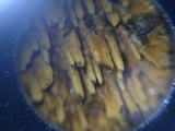 Pirex concentricus image